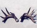  A set of heavy massed Whitetail Sheds found in one of our prime hunting locations : click to enlarge.