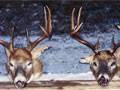 Two White-tail Bucks taken with us during the RUT : click to enlarge.