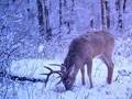 Big Buck : click to enlarge.