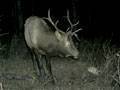 Bull Elk : click to enlarge.