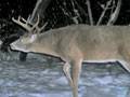 Buck : click to enlarge.