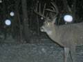 Big Buck : click to enlarge.