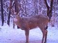 Big White Tail Buck : click to enlarge.