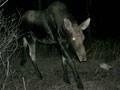 Cow Moose : click to enlarge.