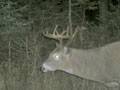 Mountain Buck : click to enlarge.