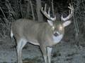 Massive Buck : click to enlarge.