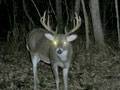 Buck : click to enlarge.