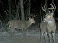 2 Big Bucks : click to enlarge.