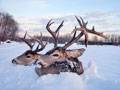 14 point Non-Typical and 4X4 : click to enlarge.
