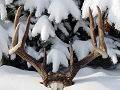 This spectacular 160 class Whitetail Buck was taken down by a pack of Timber Wolves.